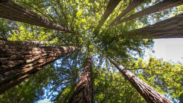 Best Commercial Tree Services  in Wakefield, VA