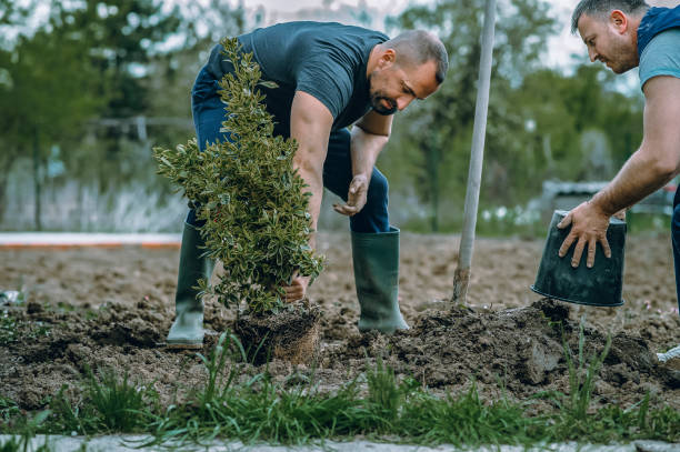 Best Aeration Services  in Wakefield, VA