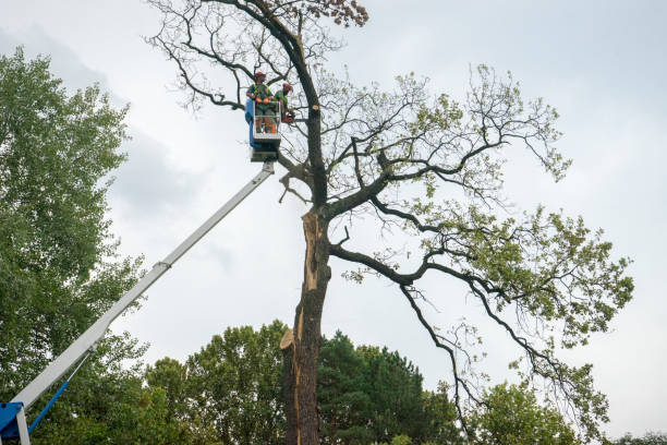 How Our Tree Care Process Works  in  Wakefield, VA