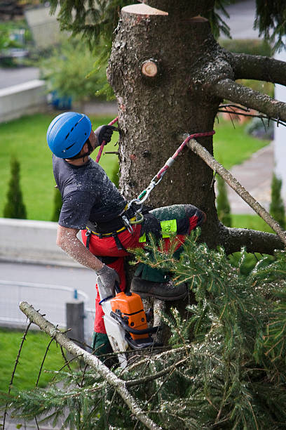 Best Seasonal Cleanup (Spring/Fall)  in Wakefield, VA