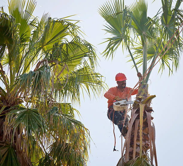 Best Arborist Consultation Services  in Wakefield, VA